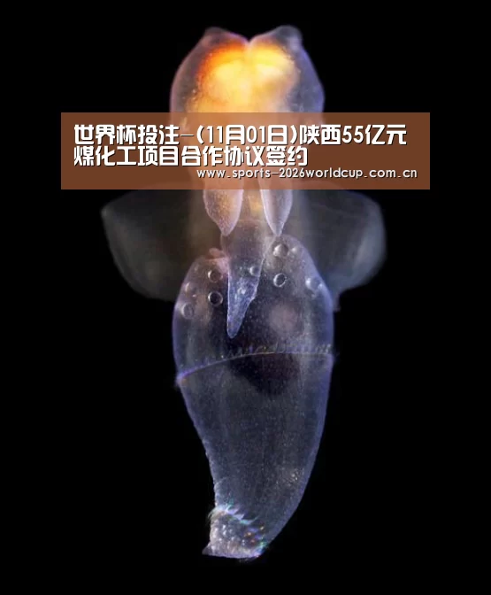 世界杯投注